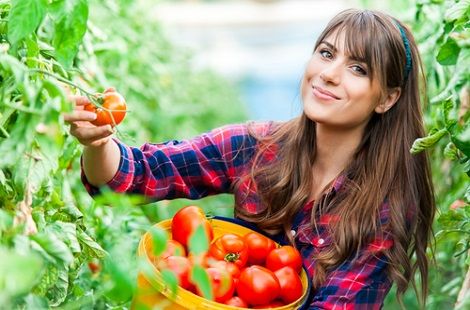 lavoro-raccolta-pomodori