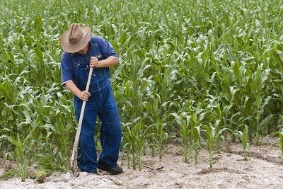 operaio agricolo cercasi provenza