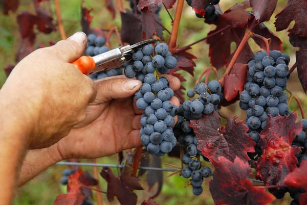 vendemmia francia lavoro guadagnare