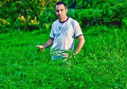 antonino chiaramonte cannabis