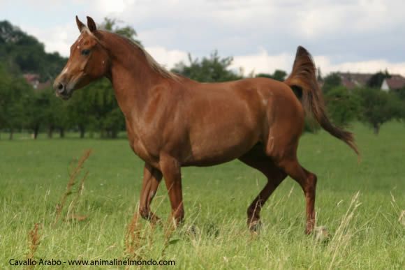 cavallo arabo