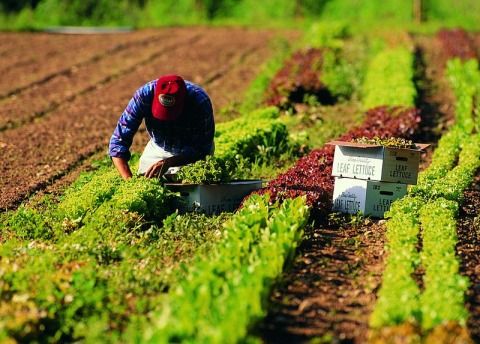 lavoro campagna