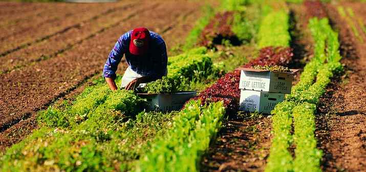 lavoro agricoltori