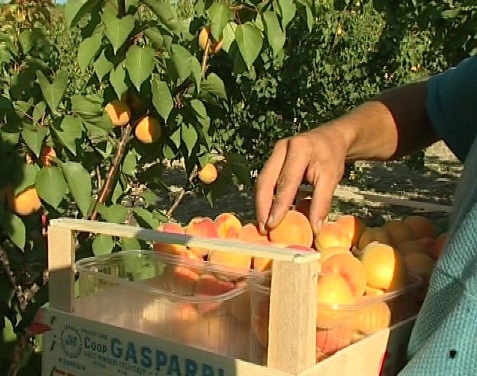 raccolta frutta e verdura lavoro