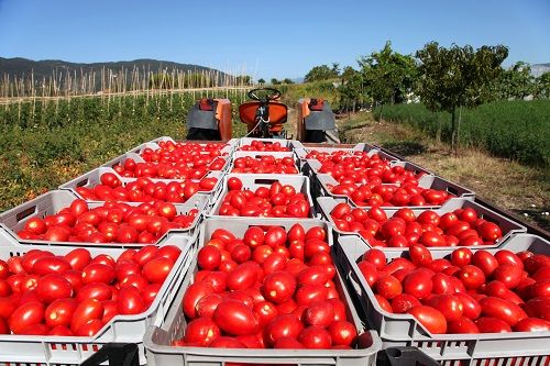 raccolta pomodoro