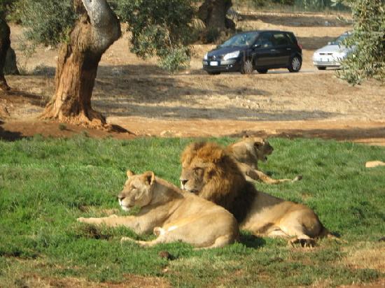 lavoro zoo safari