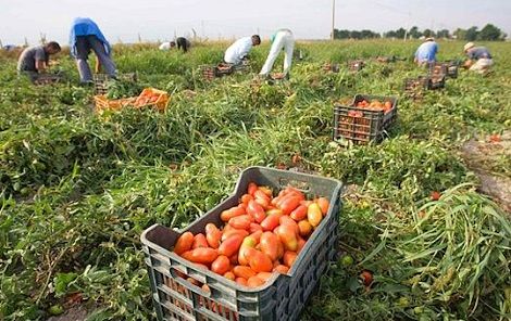 lavoro agricoltura