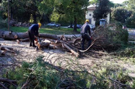 lavoro operai forestazione