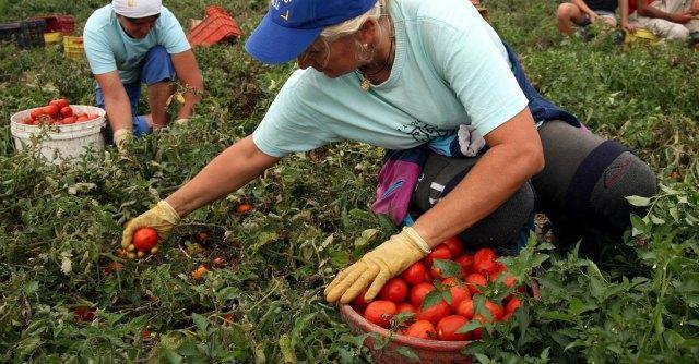 lavoro raccolta pomodori