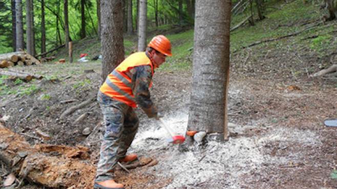 operai forestali lavoro