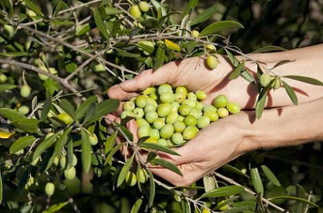 lavoro-raccolta-olive-italia