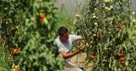 lavoro agricoltura