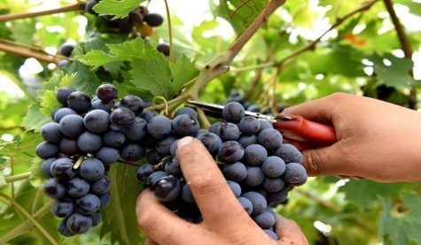 lavoro vendemmia italia francia