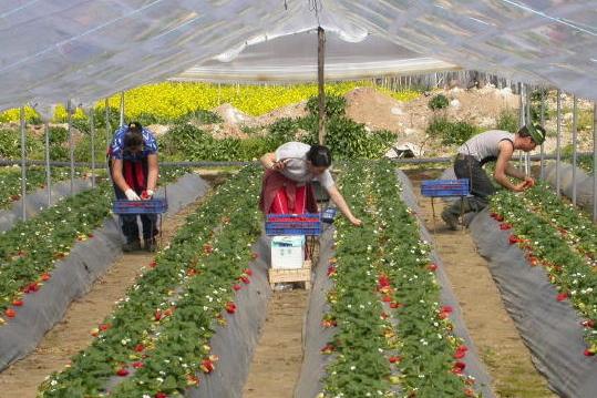 CERCASI OPERAI AGRICOLI PER RACCOLTA ORTAGGI IN TUTTA ITALIA CERCASI OPERAI AGRICOLI PER RACCOLTA ORTAGGI IN TUTTA ITALIA