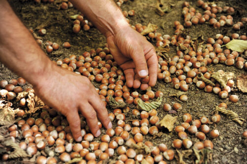 lavoro raccolta nocciole italia