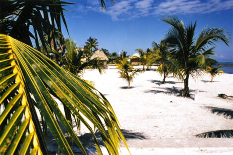 palm-trees-beach-1473796-638x425