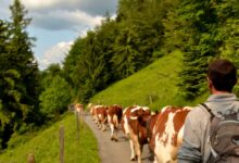 lavoro fattorie svizzera