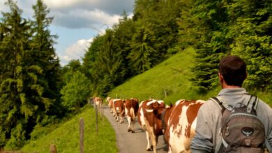 lavoro fattorie svizzera