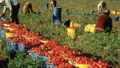 raccolta pomodori casar