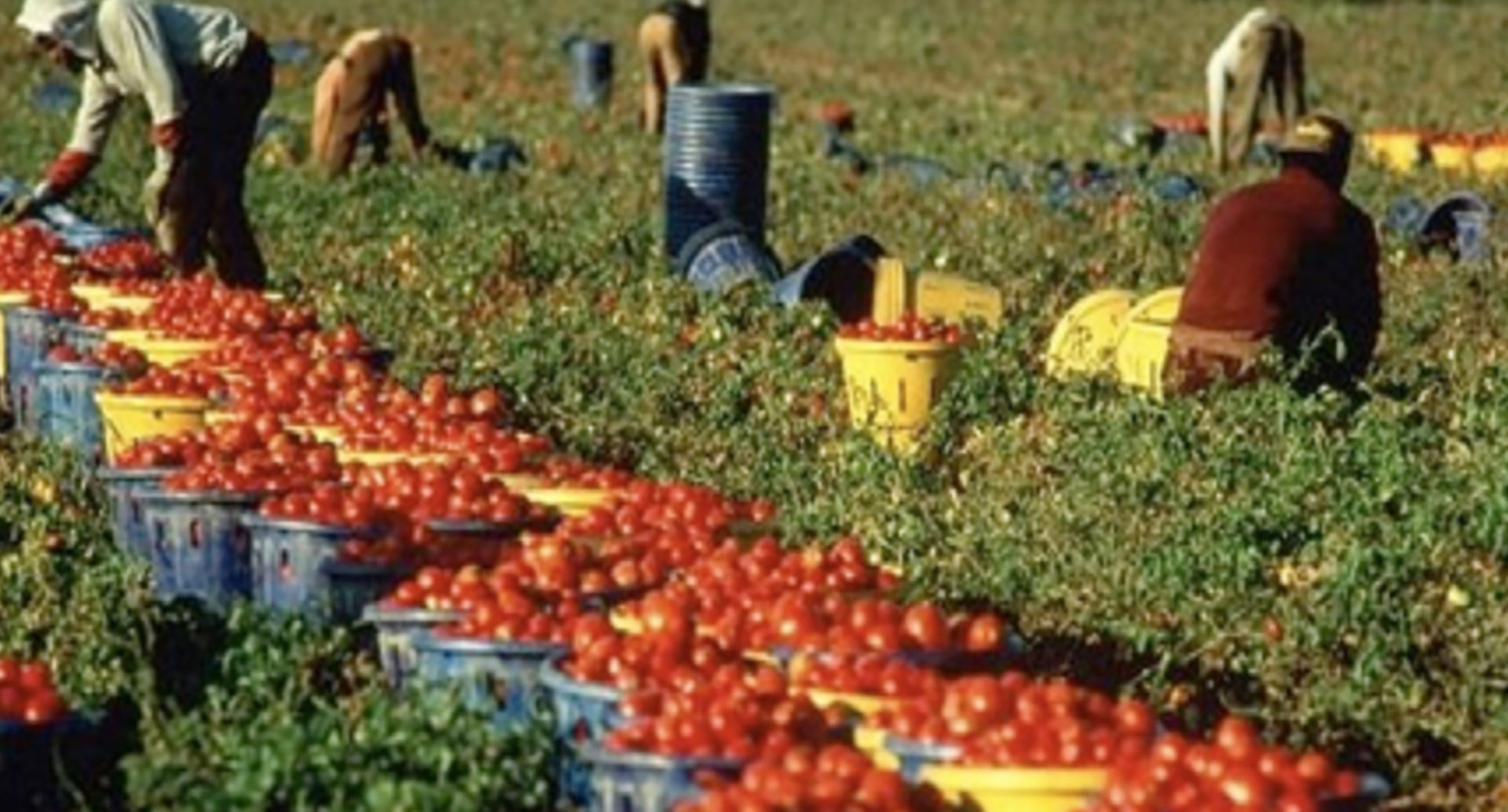 Raccolta pomodori: la famosa azienda CASAR assume nuovo personale in Italia.