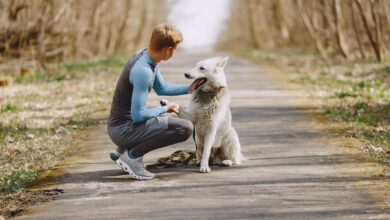 dogsitter lavoro