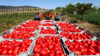 campagna pomodoro 2023 raccolta