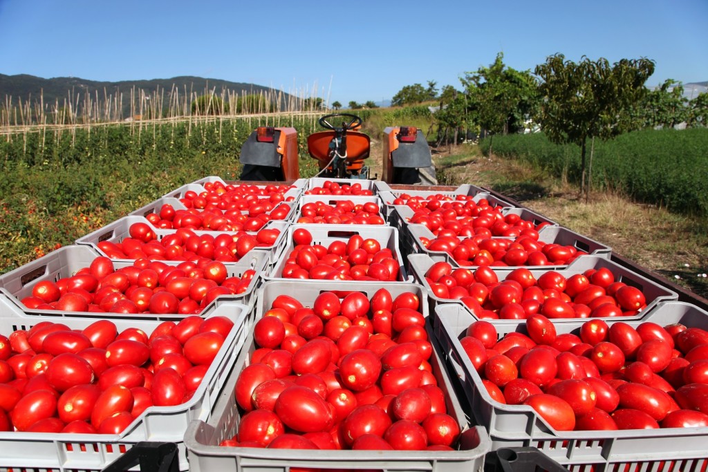 campagna pomodoro 2023 raccolta