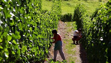 settore agricolo lavoro concorso pubblico