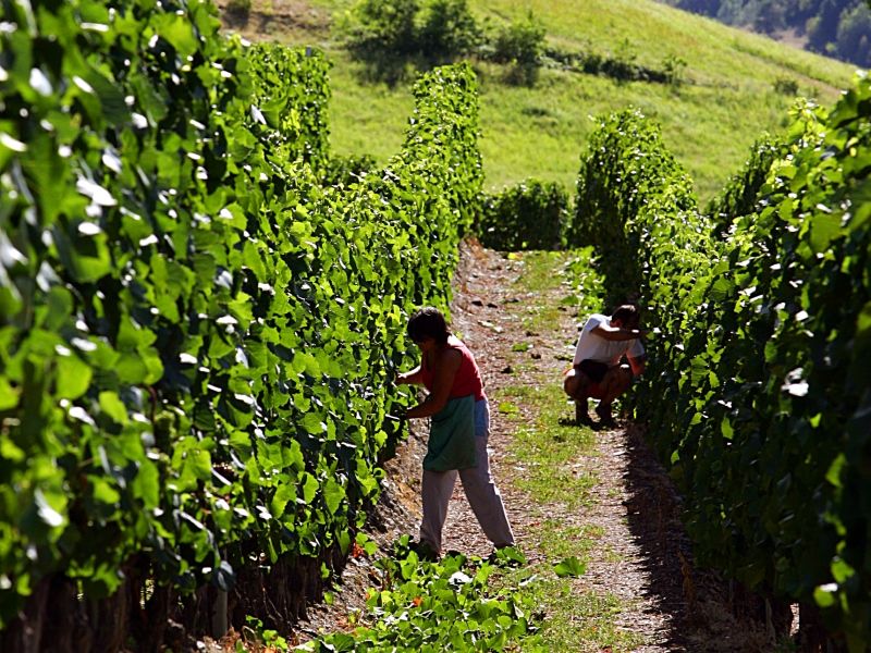 settore agricolo lavoro concorso pubblico