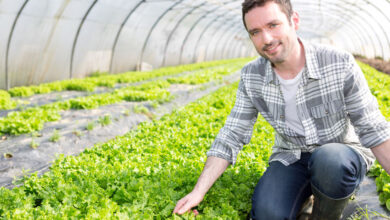 bracciante agricolo lavoro quanto guadagna