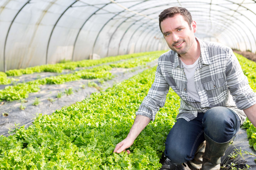 bracciante agricolo lavoro quanto guadagna