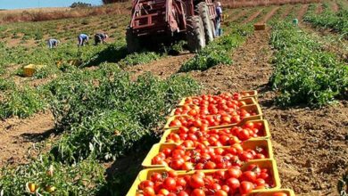 raccolta pomodori lavoro