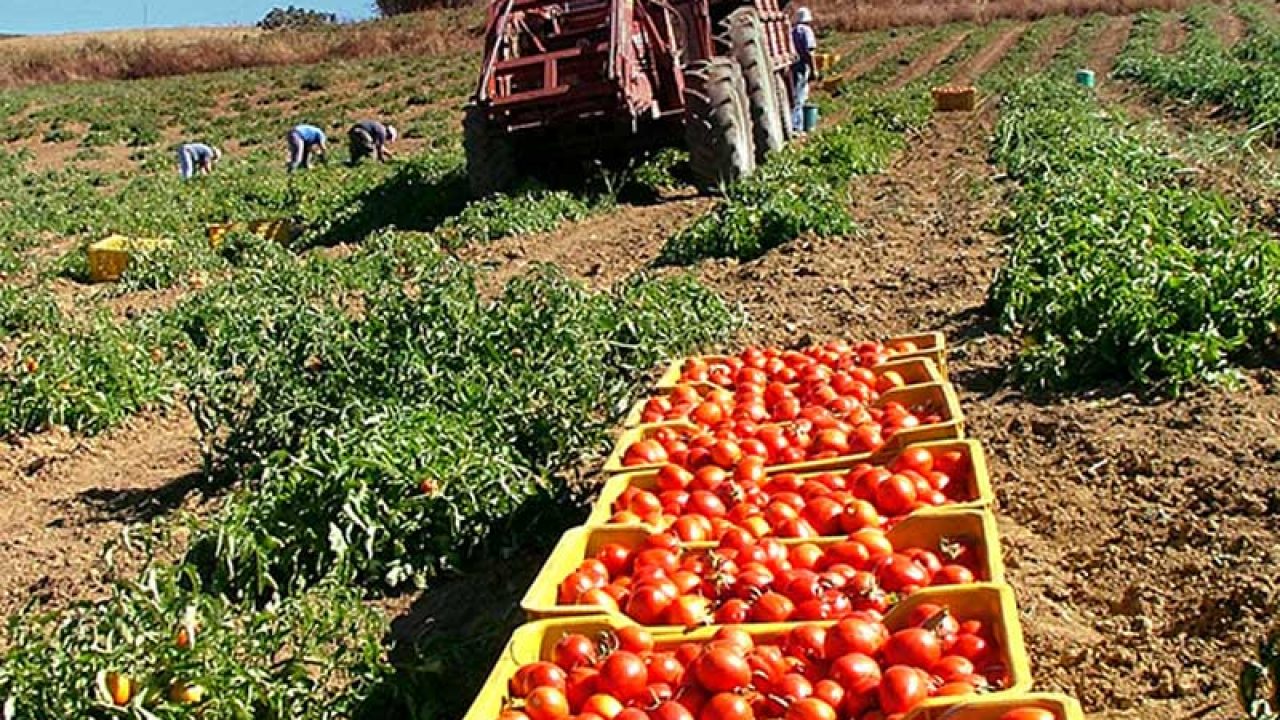 raccolta pomodori lavoro