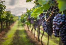 agrifood lavoro