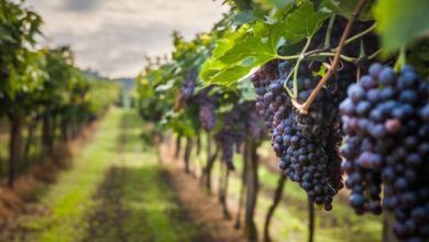 agrifood lavoro